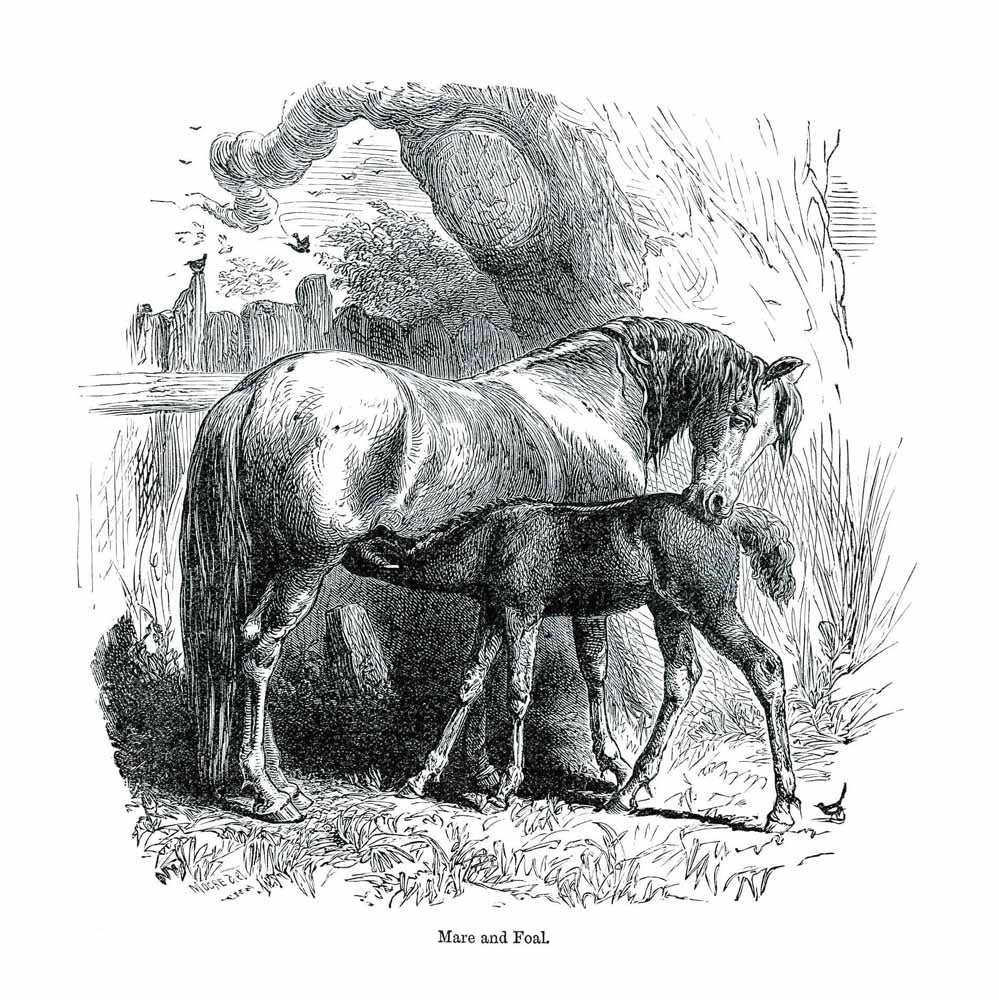 'Mare and Foal' Vintage Black & White Horse