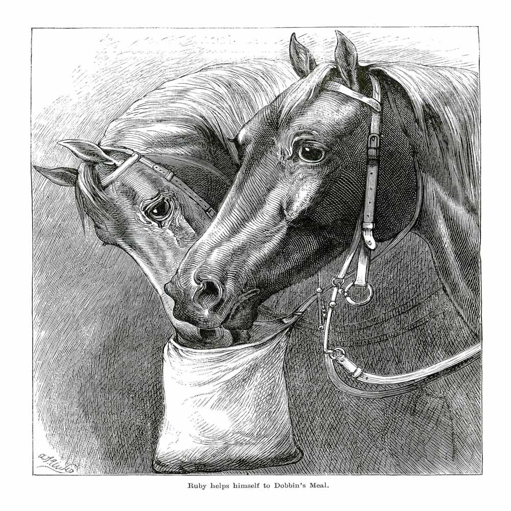 'Ruby Helps Himself To Dobbin'S Meal' Vintage Black & White Horse