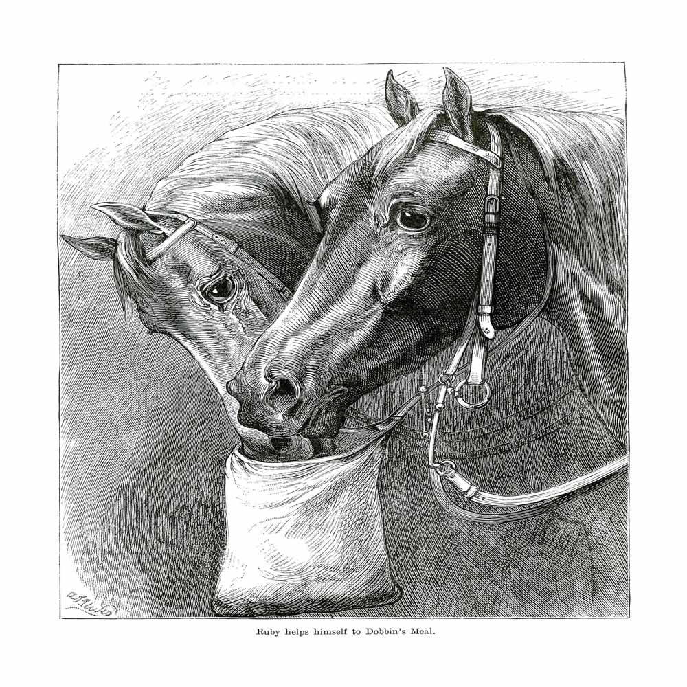 Vintage Black & White Horse