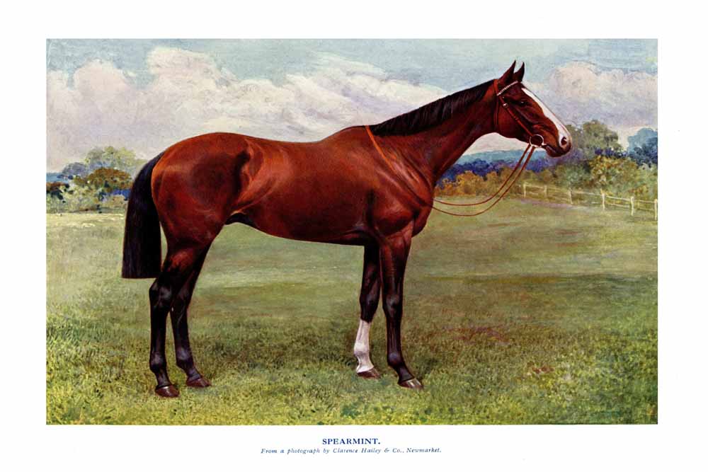 Spearmint