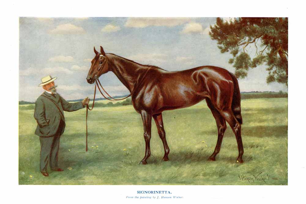 Signorinetta