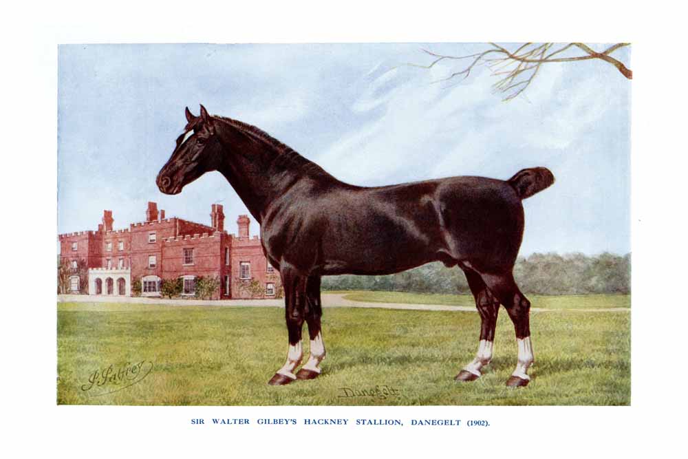 Sir walter gilbey's Hackney Stallion, Danegelt (1902)