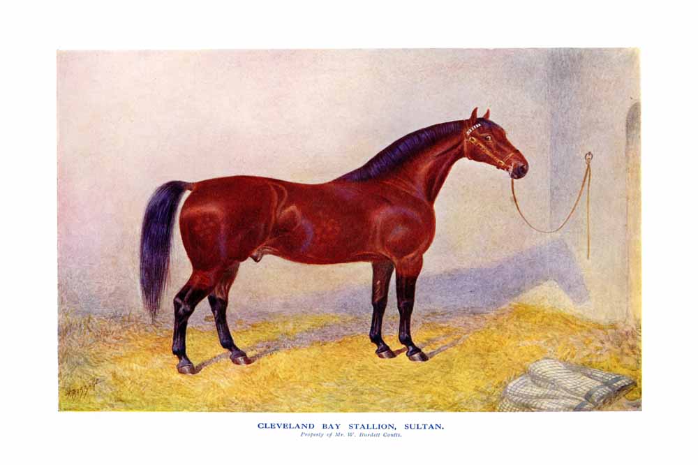 Cleveland Bay Stallion, Sultan