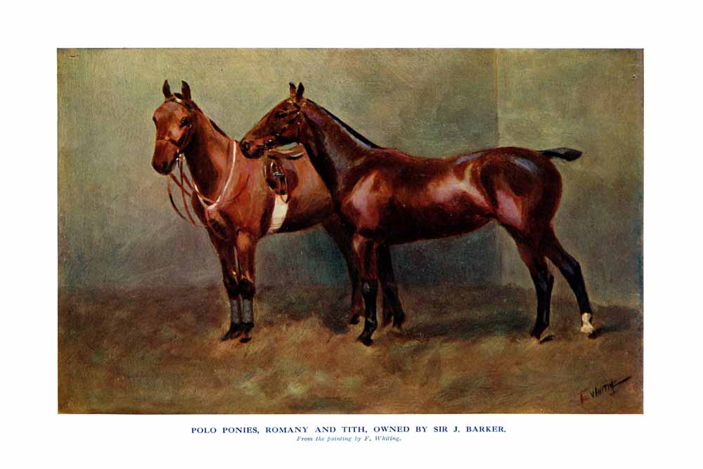 Polo Ponies, Romany and Tith, Owned by Sir J. Barker