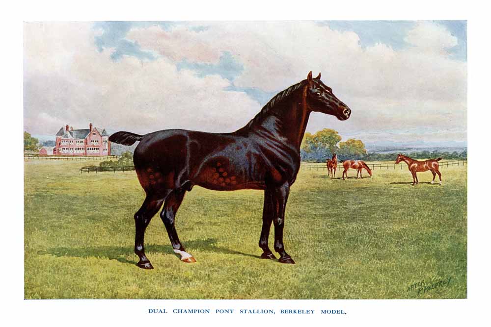 Dual Champion Pony Stallion, Berkely Model