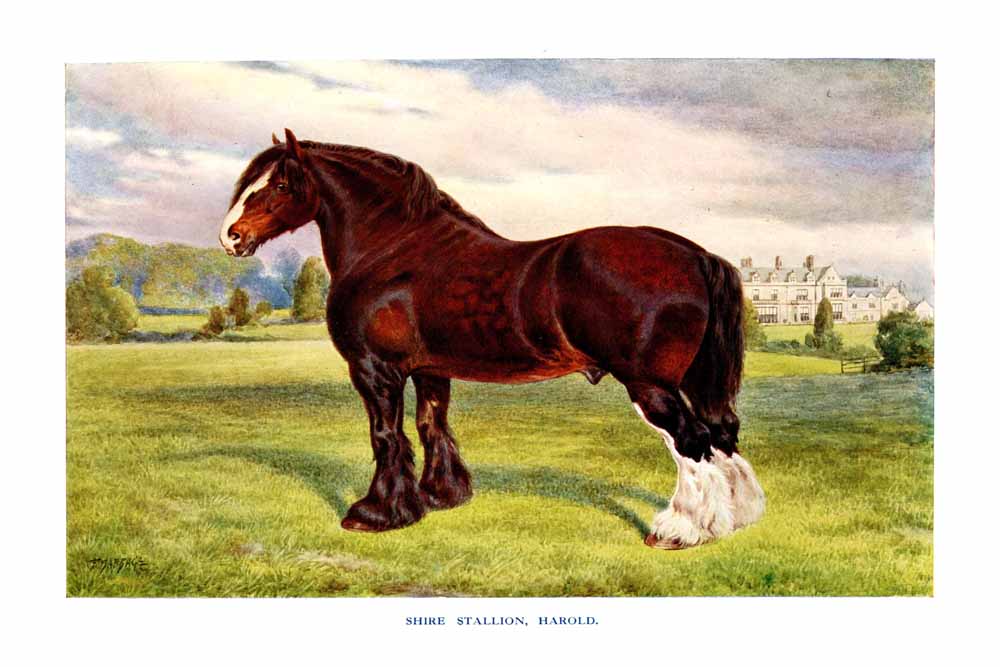 Shire Stallion, Harold