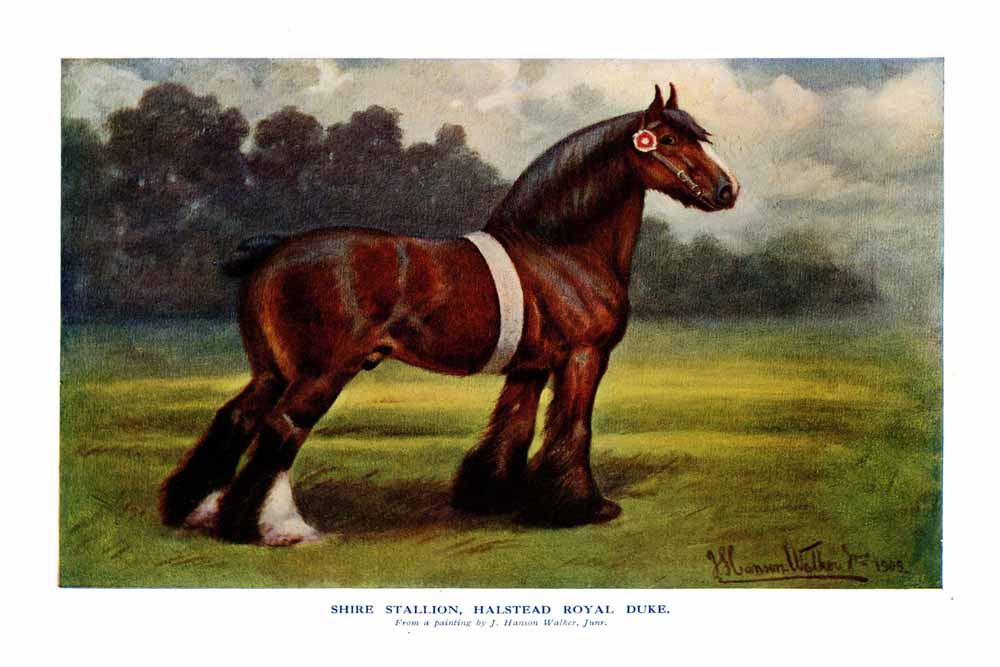 Shire Stallion, Halston Royal Duke