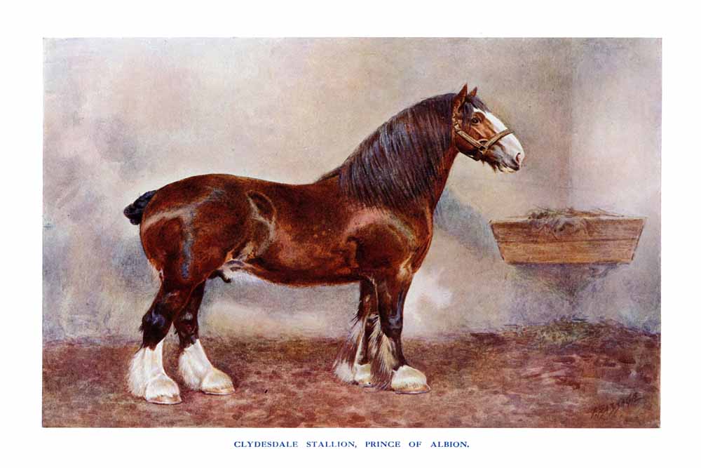 Clydesdale Stallion, Price of Albion