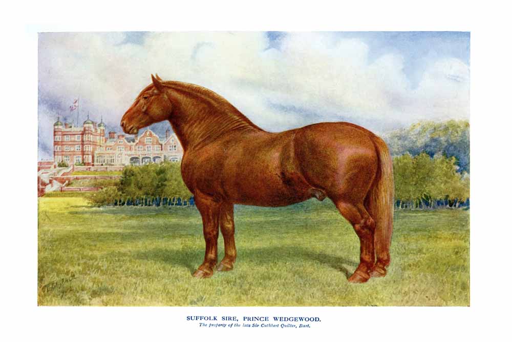 Suffolk Sire , Prince Wedge wood