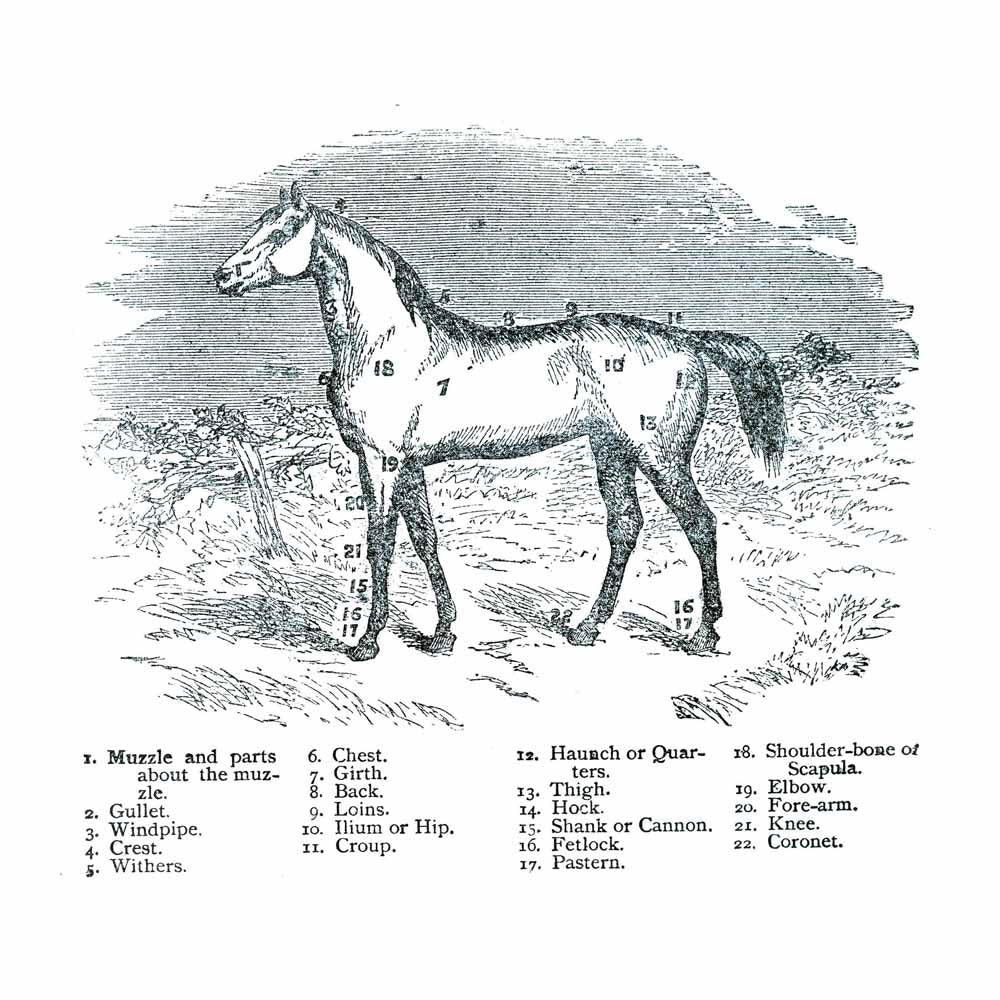 Vintage Black & White Horse