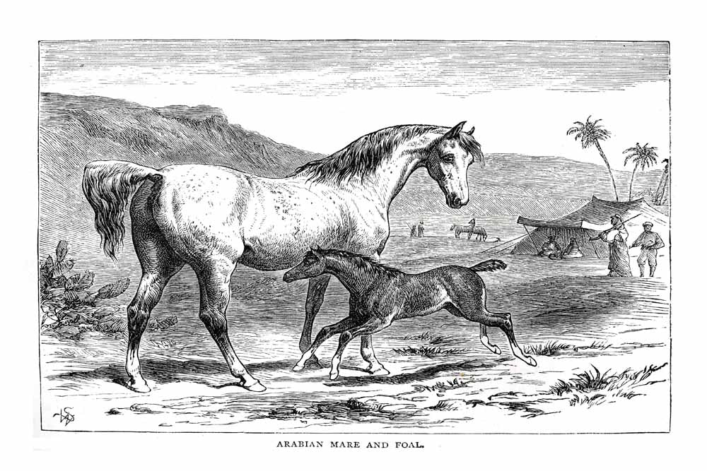 'Arabian Mare And Foal' Vintage Black & White Horse