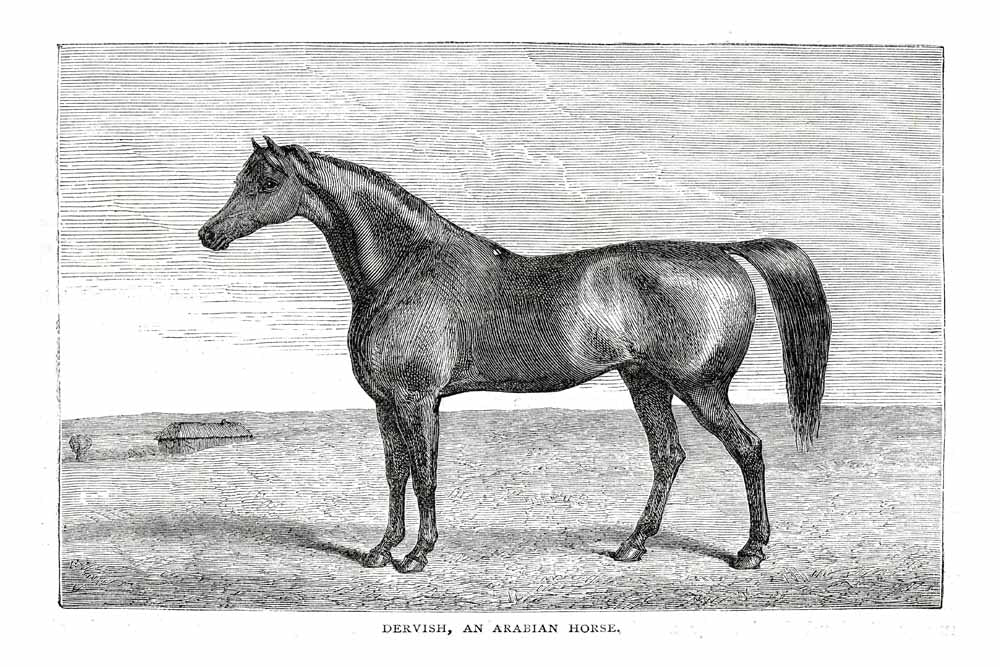 'Dervish' An Arabian Horse