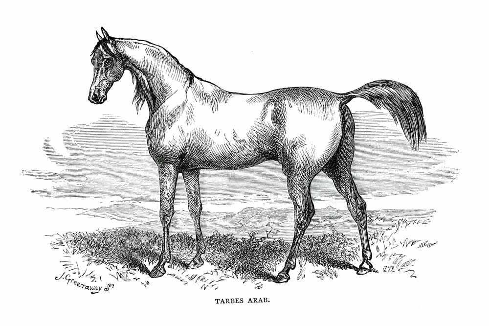 'Tarbes Arab' Vintage Black & White Horse