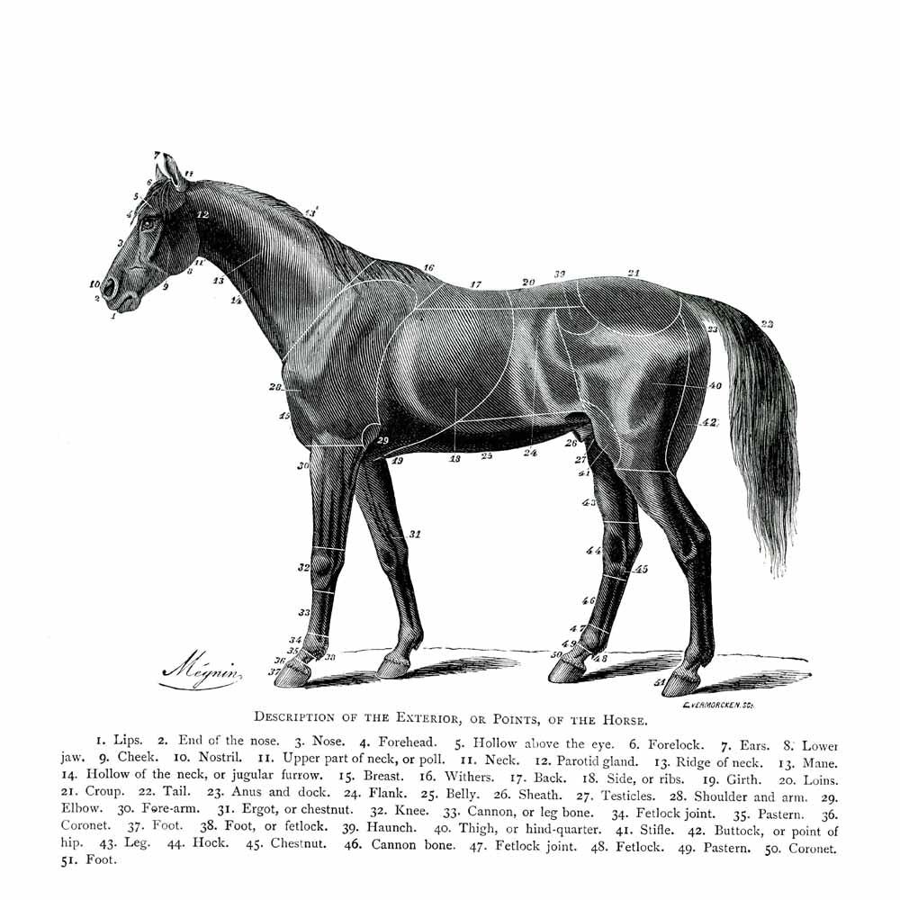 Points, Of The Horse