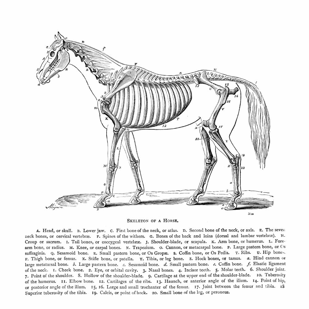 Skeleton Of A Horse