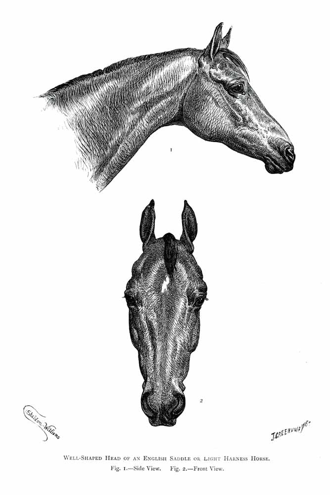 Shaped Head Of An English Saddle Or Light Harness Horse