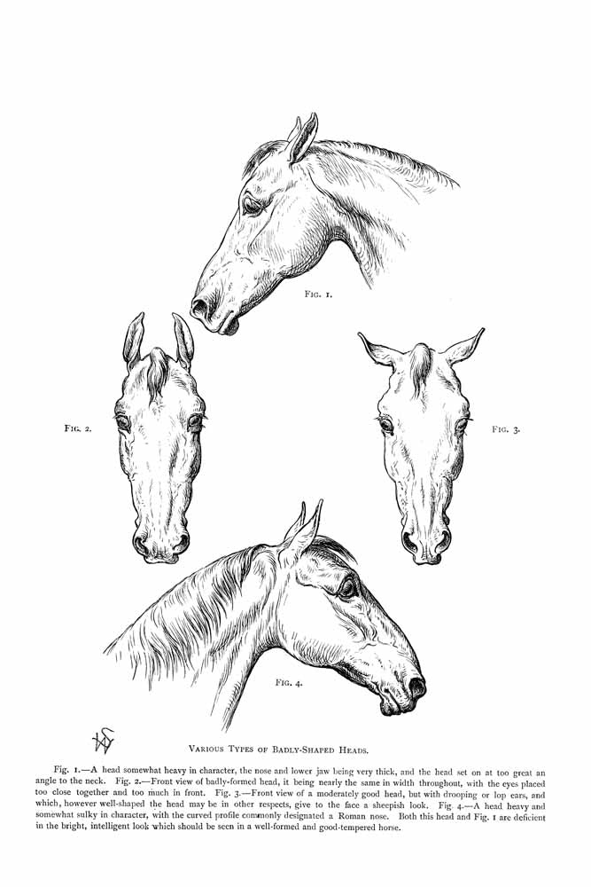 Various Types Of Badly Shaped Heads