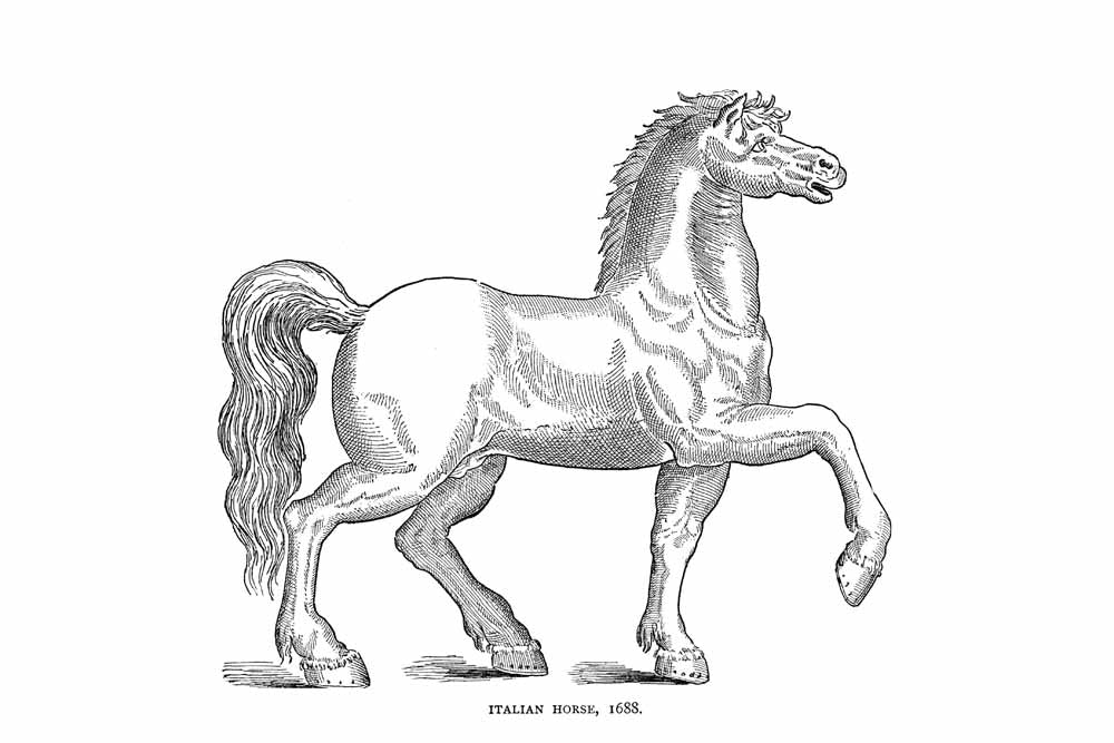 'Italian Horse, 1688' Vintage Black & White Horse
