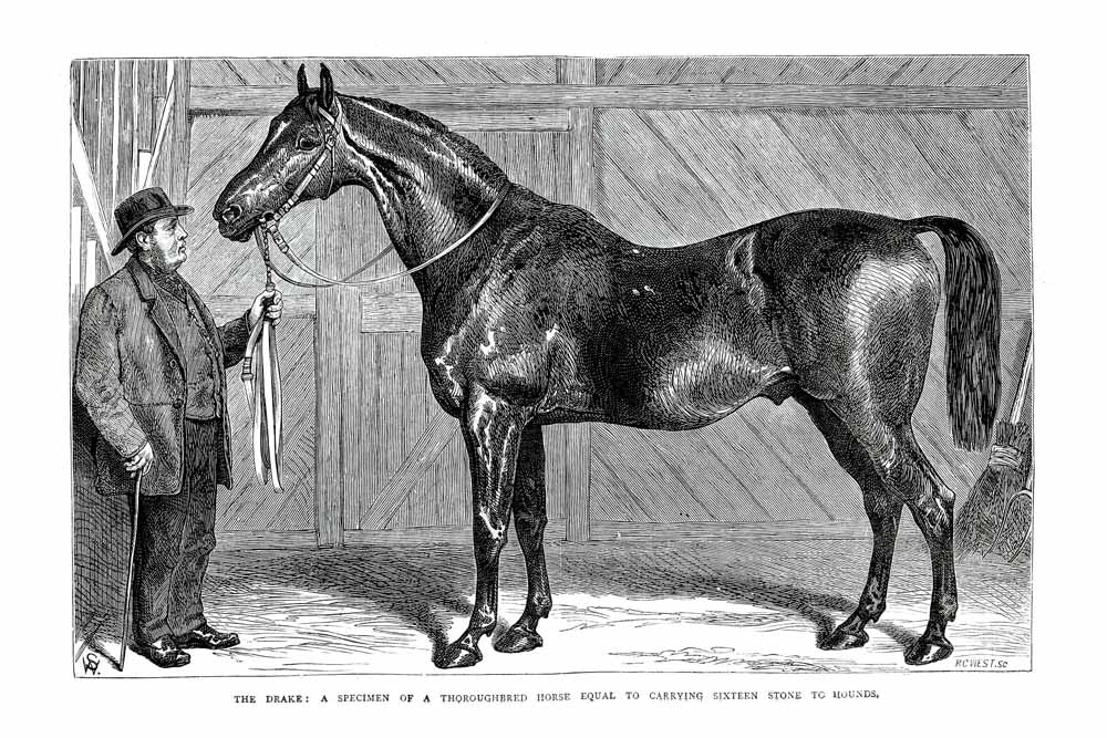 'The Drake' Vintage Black & White Horse