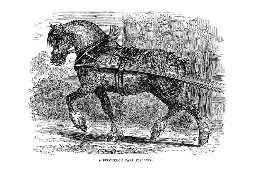 'A Percheron Cart Stallion' Vintage Horse