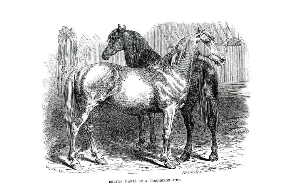 Breton Mares By A Percheron Sire Vintage Horse