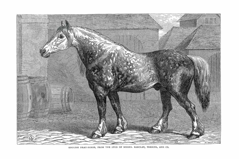 'English Dray' Vintage Black & White Horse