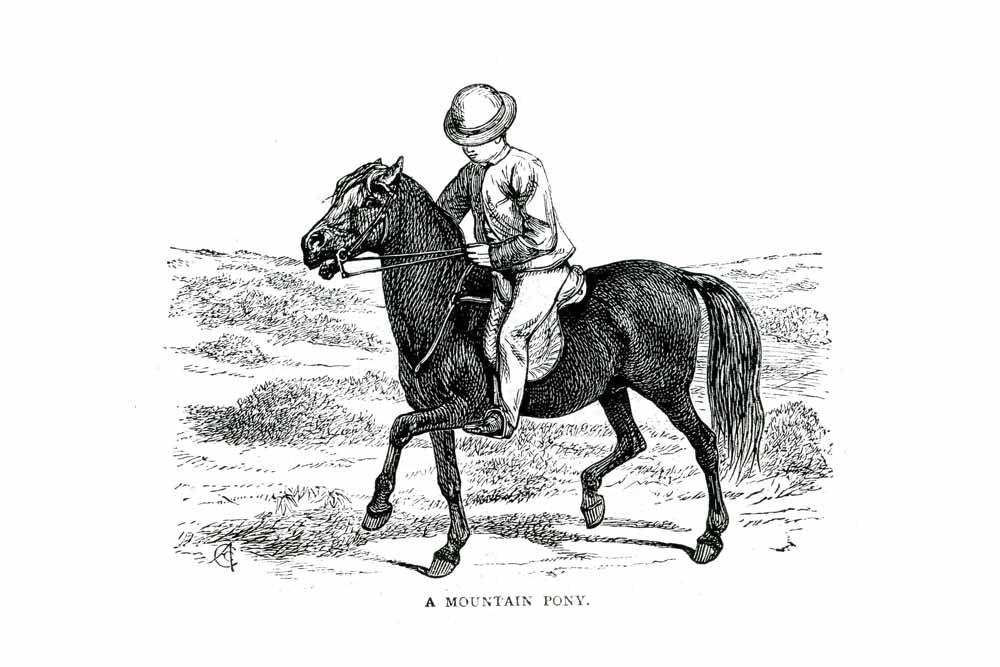 'A Mountain Pony' Vintage Horse