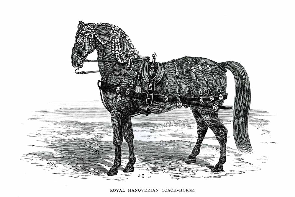 'Royal Hanoverian Coach' Vintage Horse