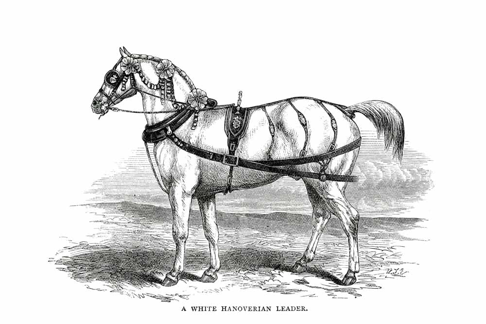 'A White Hanoverian Leader' Vintage Horse