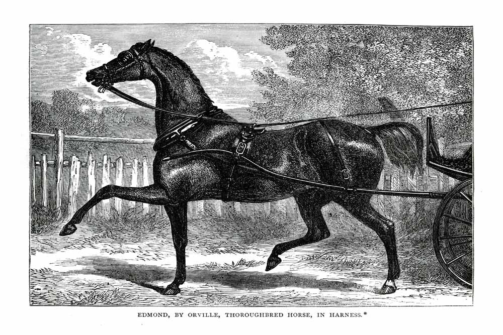 'Edmond' Vintage Black & White Horse