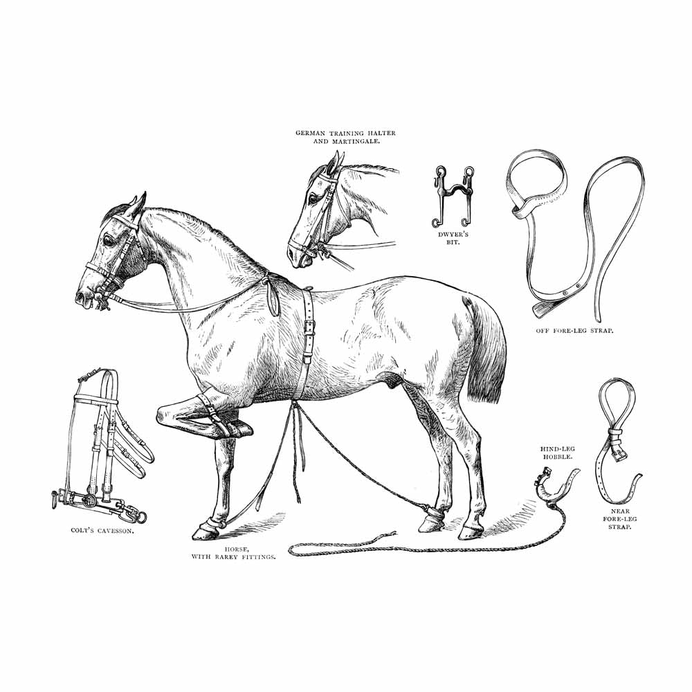 German Training Halter And Martingale