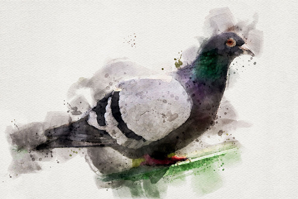 Columbidae Bird