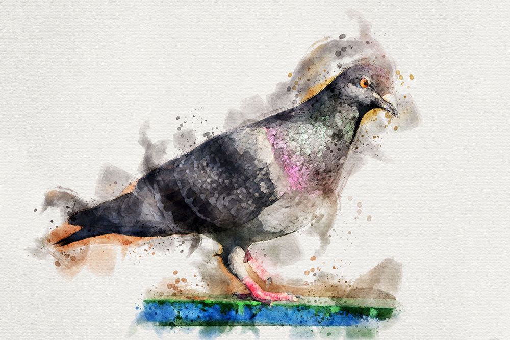 Columbidae Bird