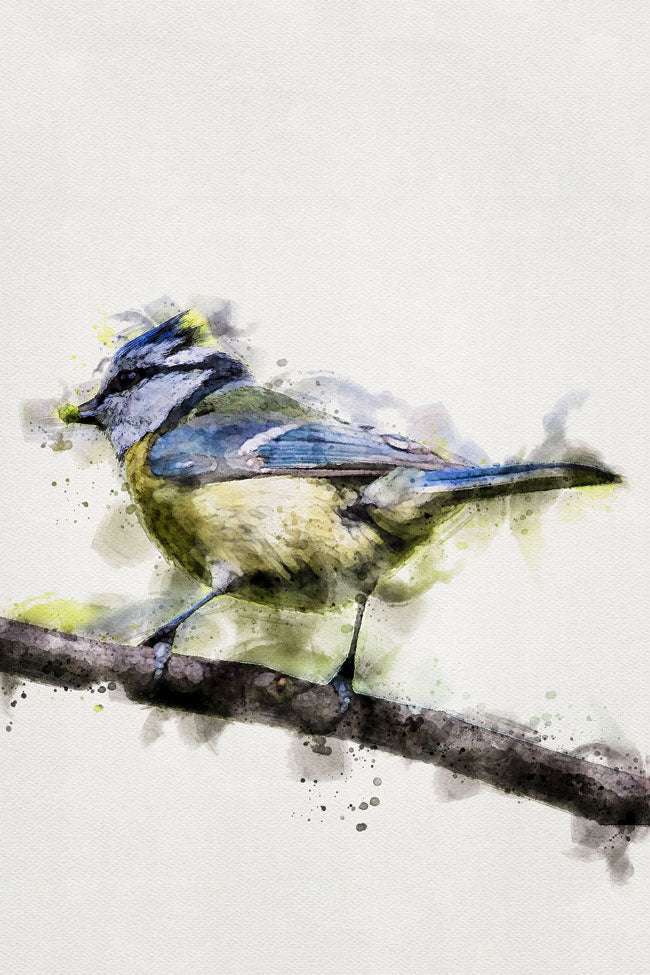 Eurasian Blue Tit