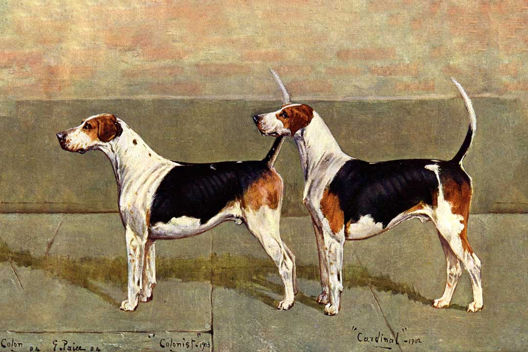 Old Vintage Dogs