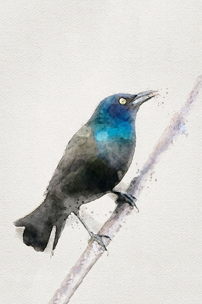 Grackles Bird