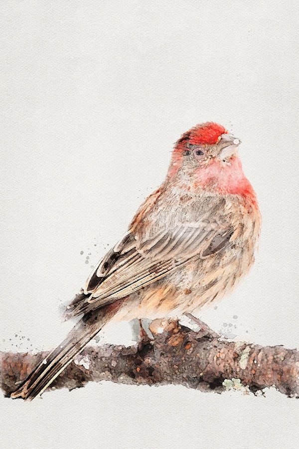 House Finch Bird
