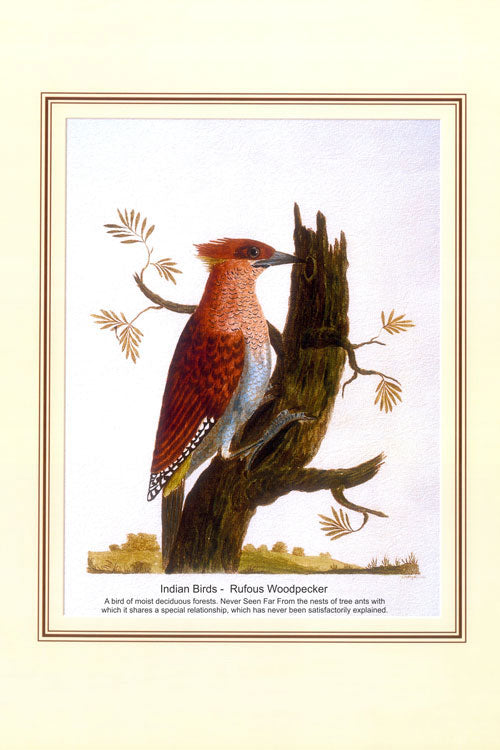 Indian Bird Series - Rufous Woodpecker