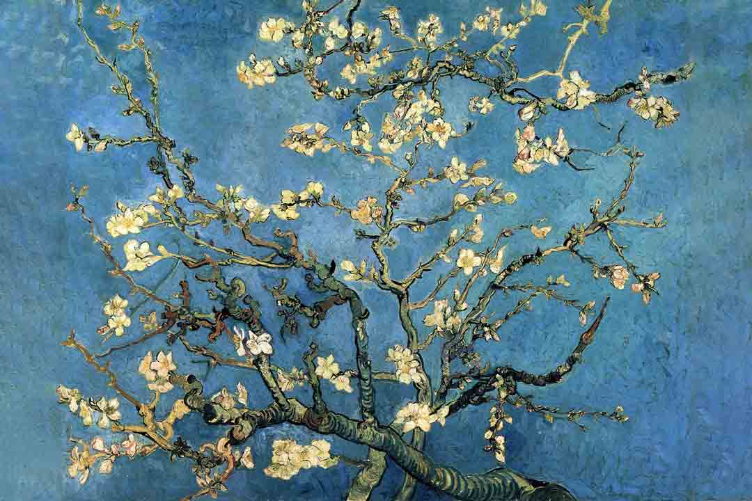 Almond Blossoms