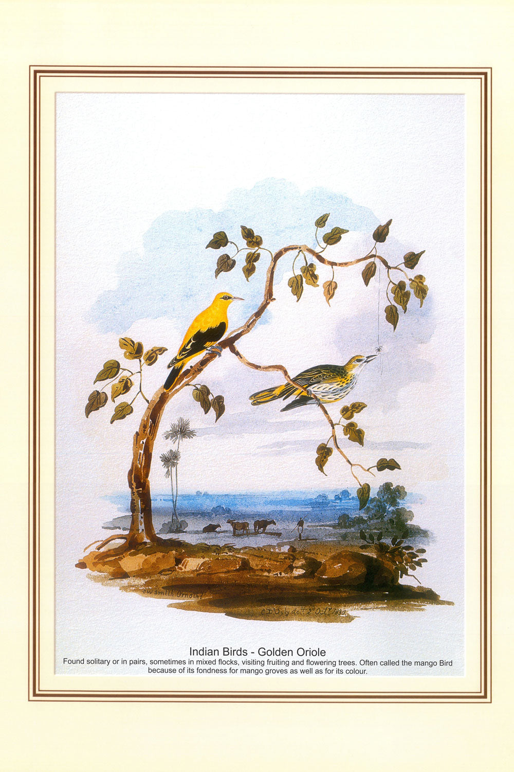 Indian Bird Series - Golden Oriole