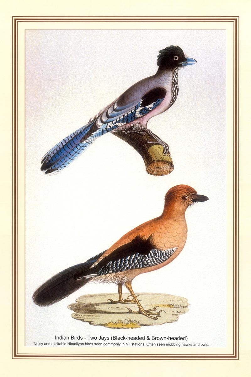 Indian Bird Series - Two Jays (Black-headed & Brown-headed)