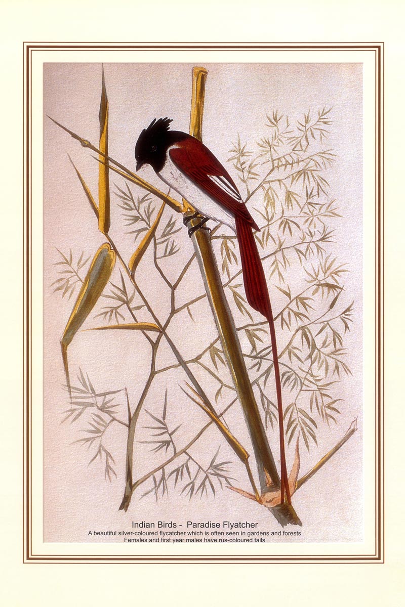 Indian Bird Series - Paradise Flyatcher