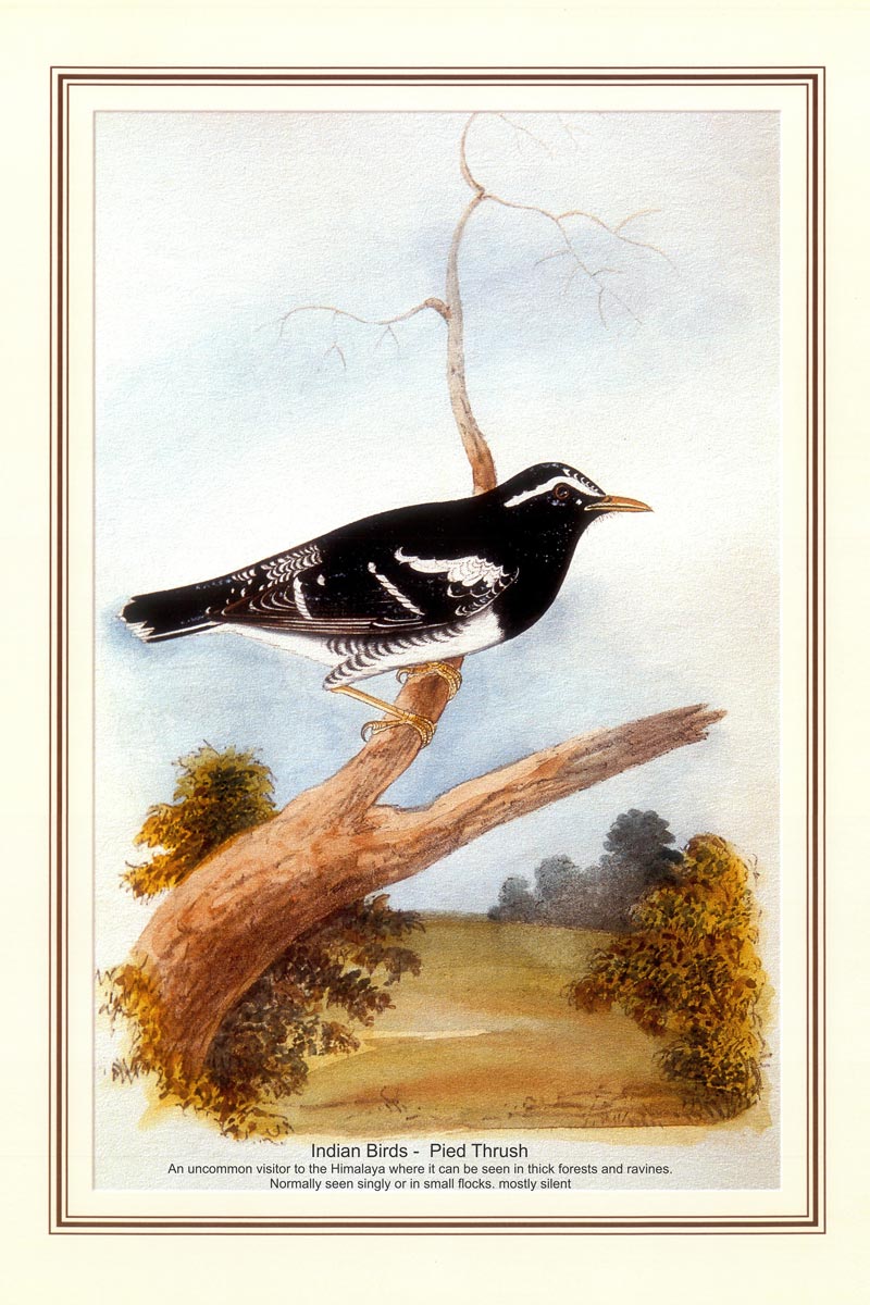 Indian Bird Series - Pied Thrush