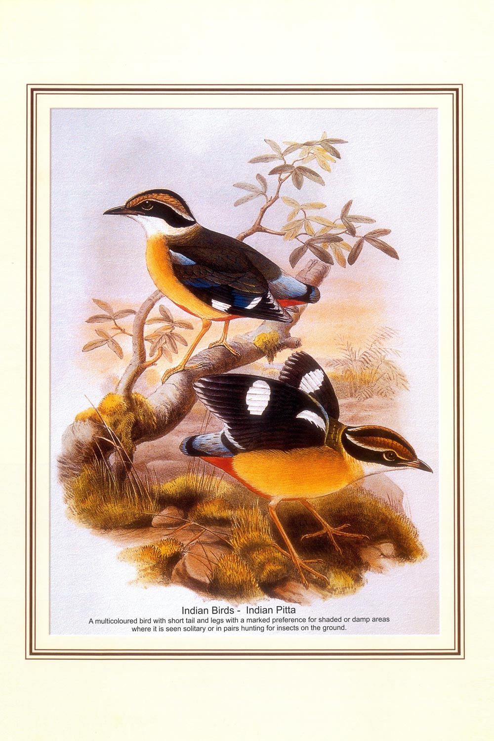 Indian Bird Series - Indian Pitta