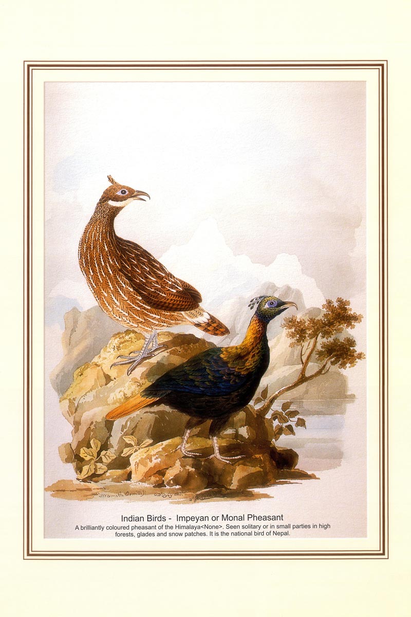 Indian Bird Series - Impeyan or Monal Pheasant