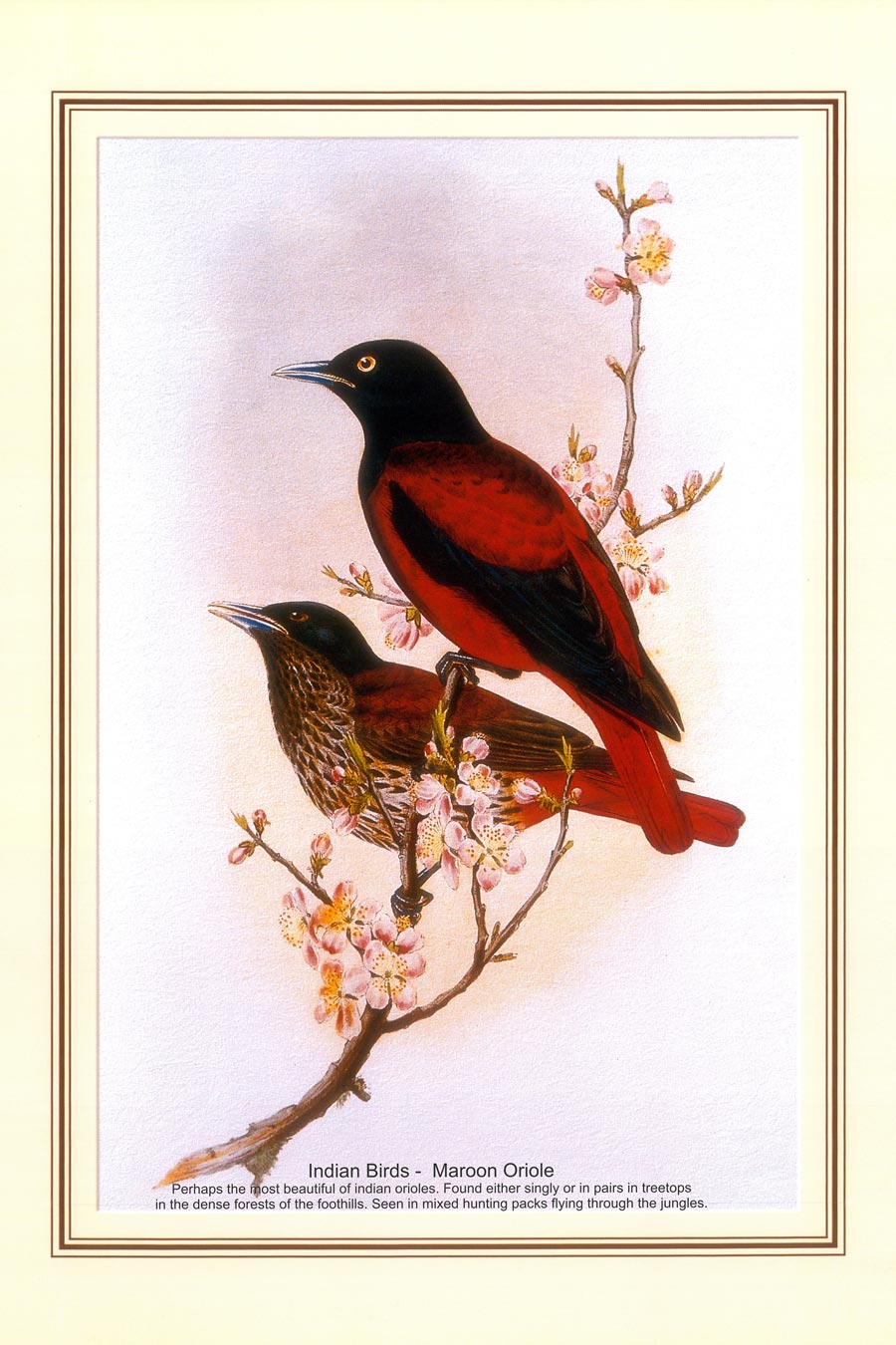 Indian Bird Series - Maroon Oriole