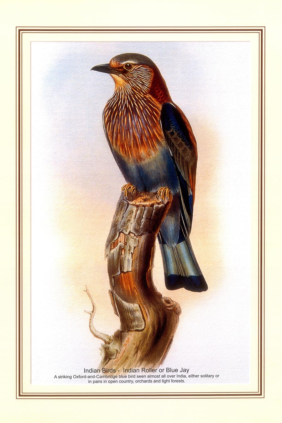 Indian Bird Series - Indian Roller or Blue Jay