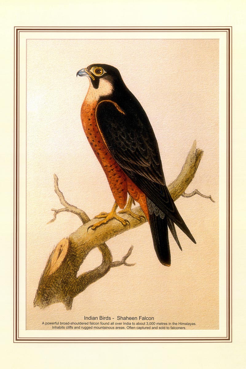 Indian Bird Series - Shaheen Falcon