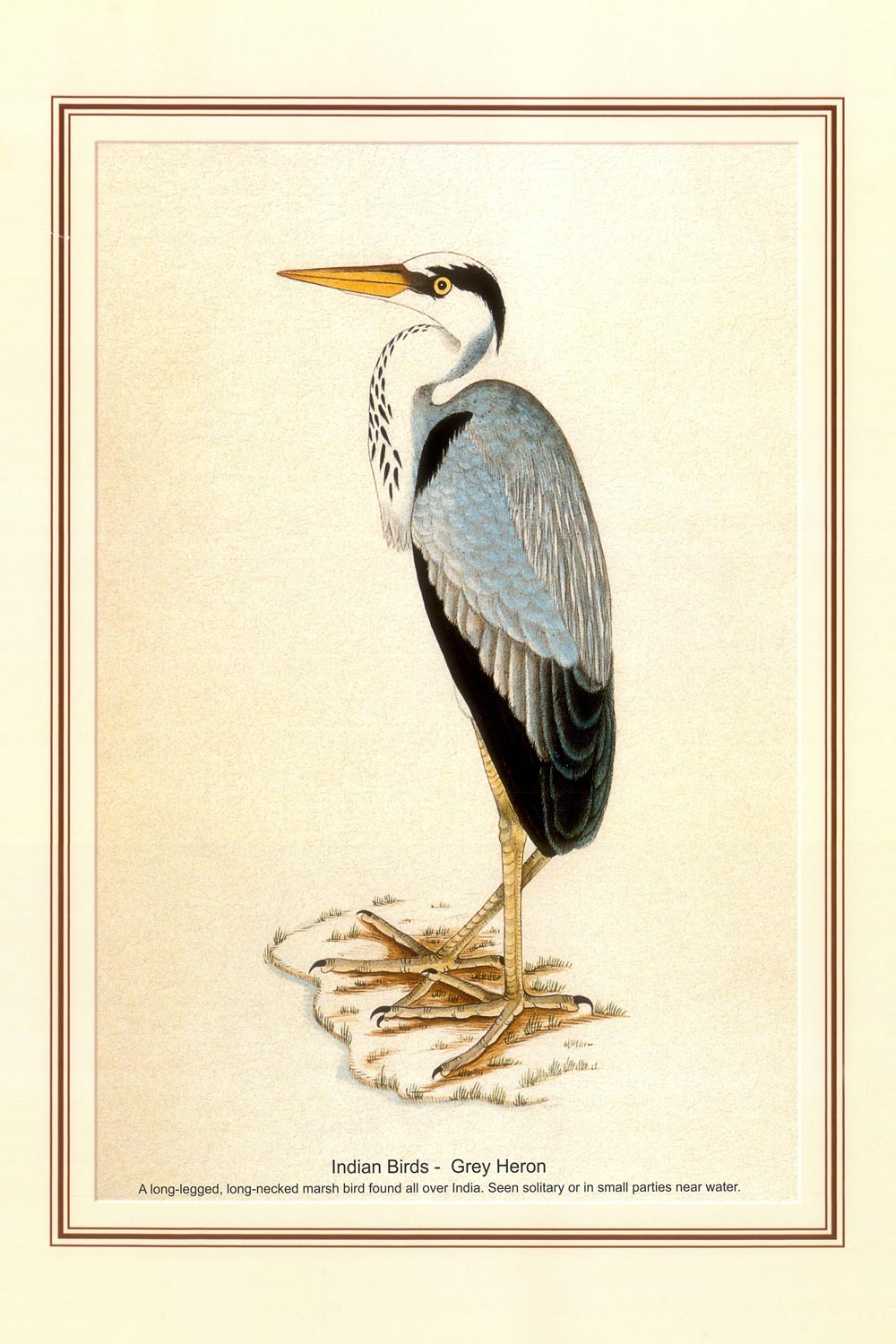 Indian Bird Series - Grey Heron