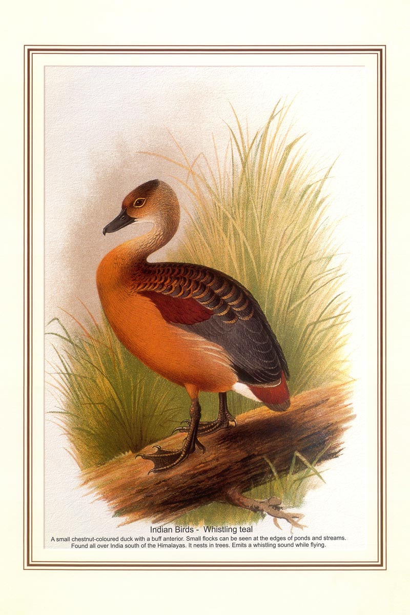 Indian Bird Series - Whistling teal